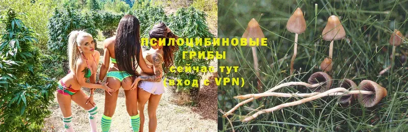 наркотики  Дорогобуж  Галлюциногенные грибы MAGIC MUSHROOMS 